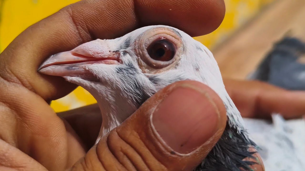 DR PIGEON CARE  is live!