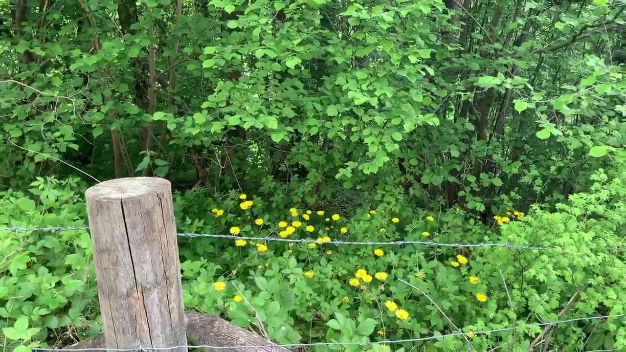 Native vs Non-native Plants - Does It Really Matter?