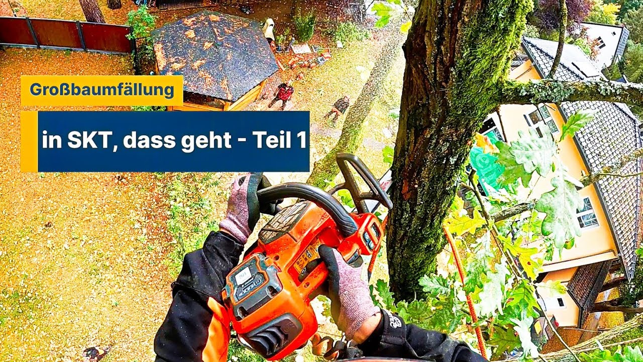 Große Bäume schnell und sicher abtragen in Seilklettertechnik TEIL 1 ☝🏻 Die Eiche - Bades Baumdienst