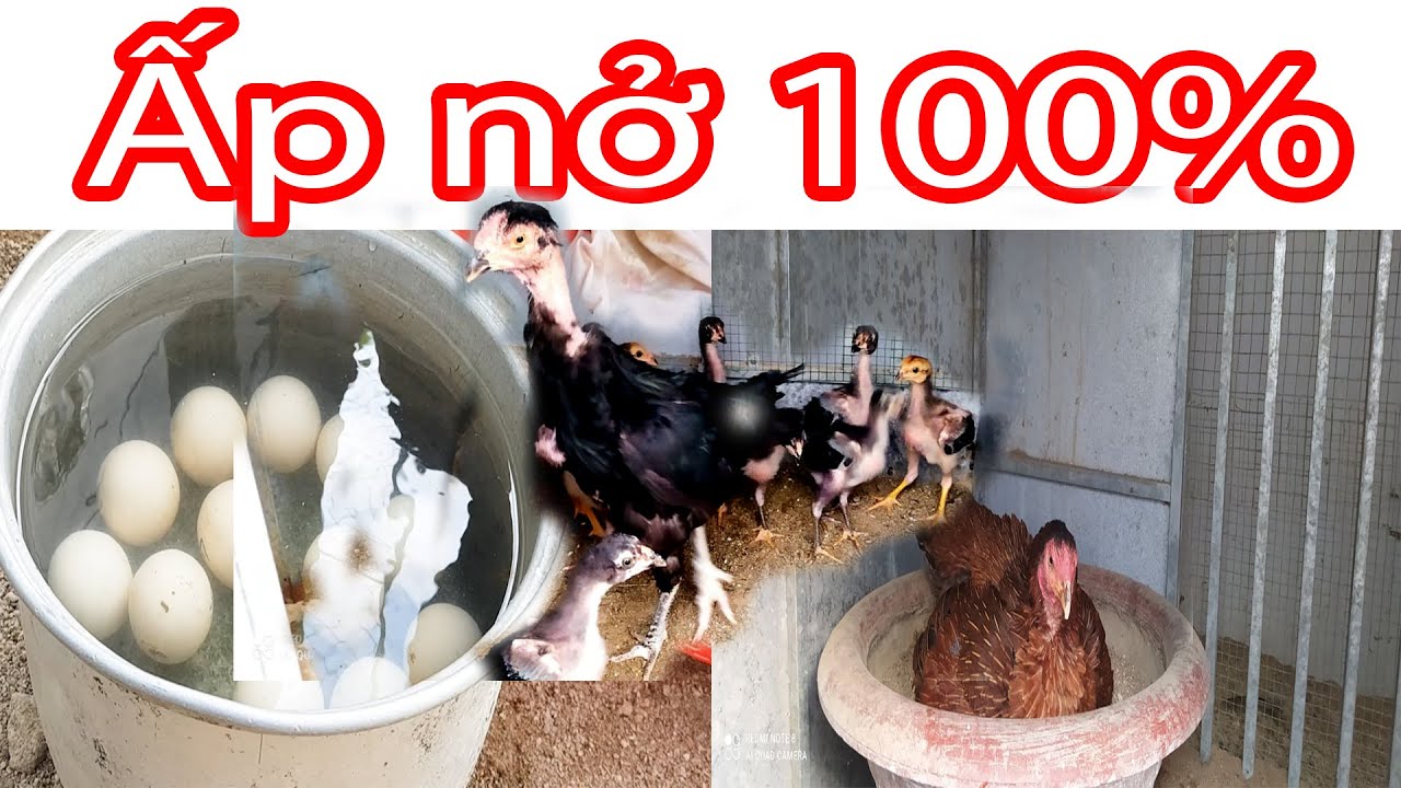 Cách ngâm trứng và cách làm ổ để gà ấp nở 100%