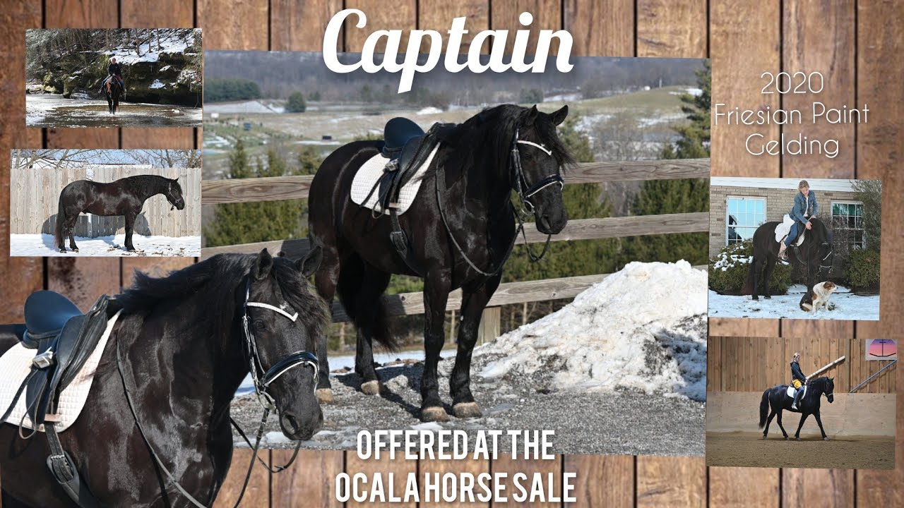 🌟Captain🌟 Offered at the Ocala Horse Sale January 10th FMI Contact Ray at 330-275-2877