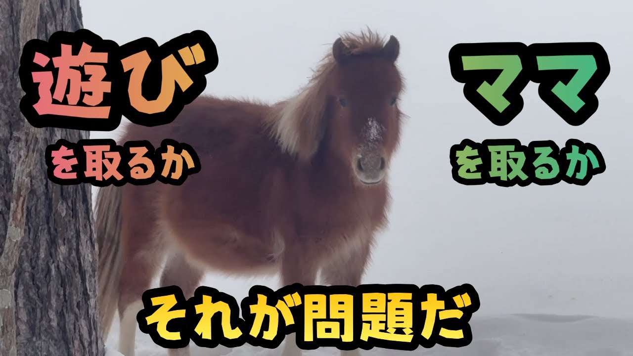 【馬】【仔馬】遊びを取るかママを取るか…それが問題だ