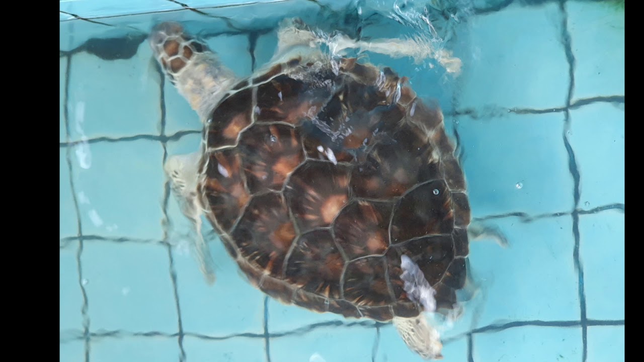 Royal Thai Navy Sea Turtle Conservation Center - Thailand