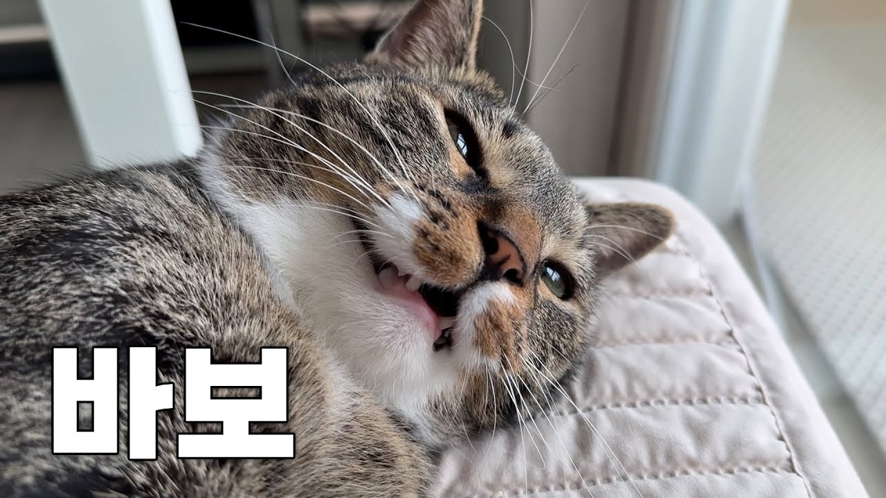 지능테스트 해봤습니다...