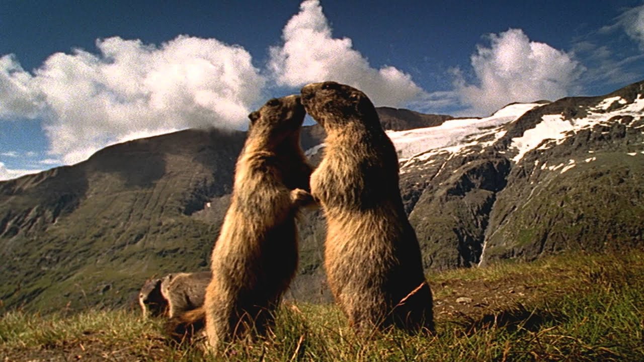 Die Alpen - Im Reich des Steinadlers