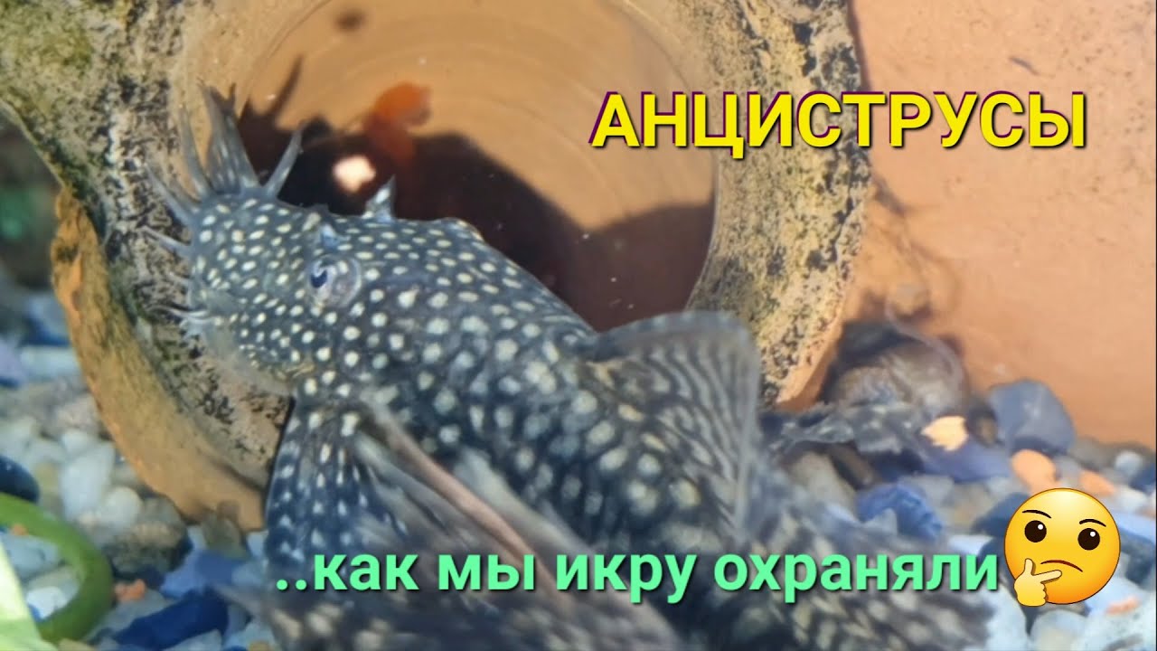 Анциструсы  Нерест ..Неделя наблюдений