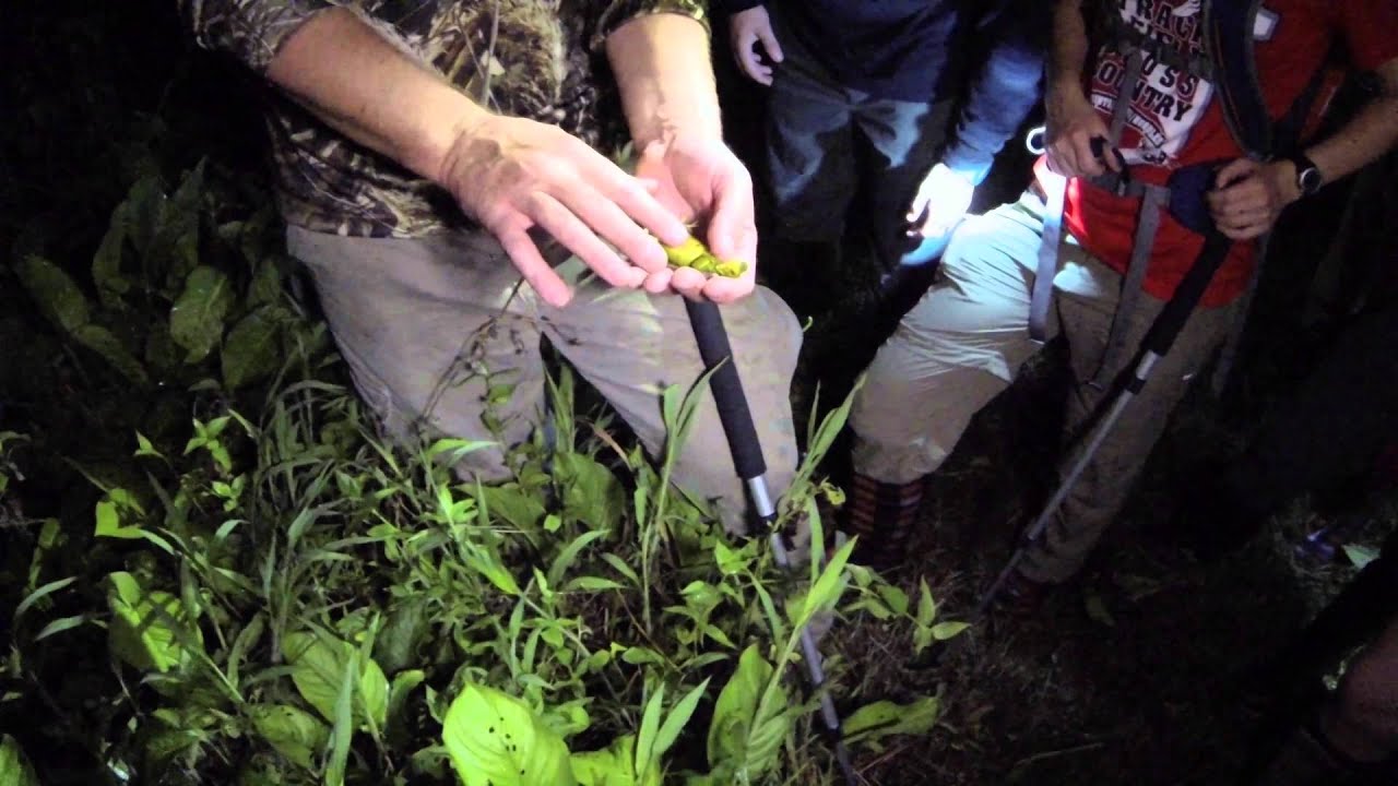 Costa Rican Quest: Lowland Rainforest Reptiles