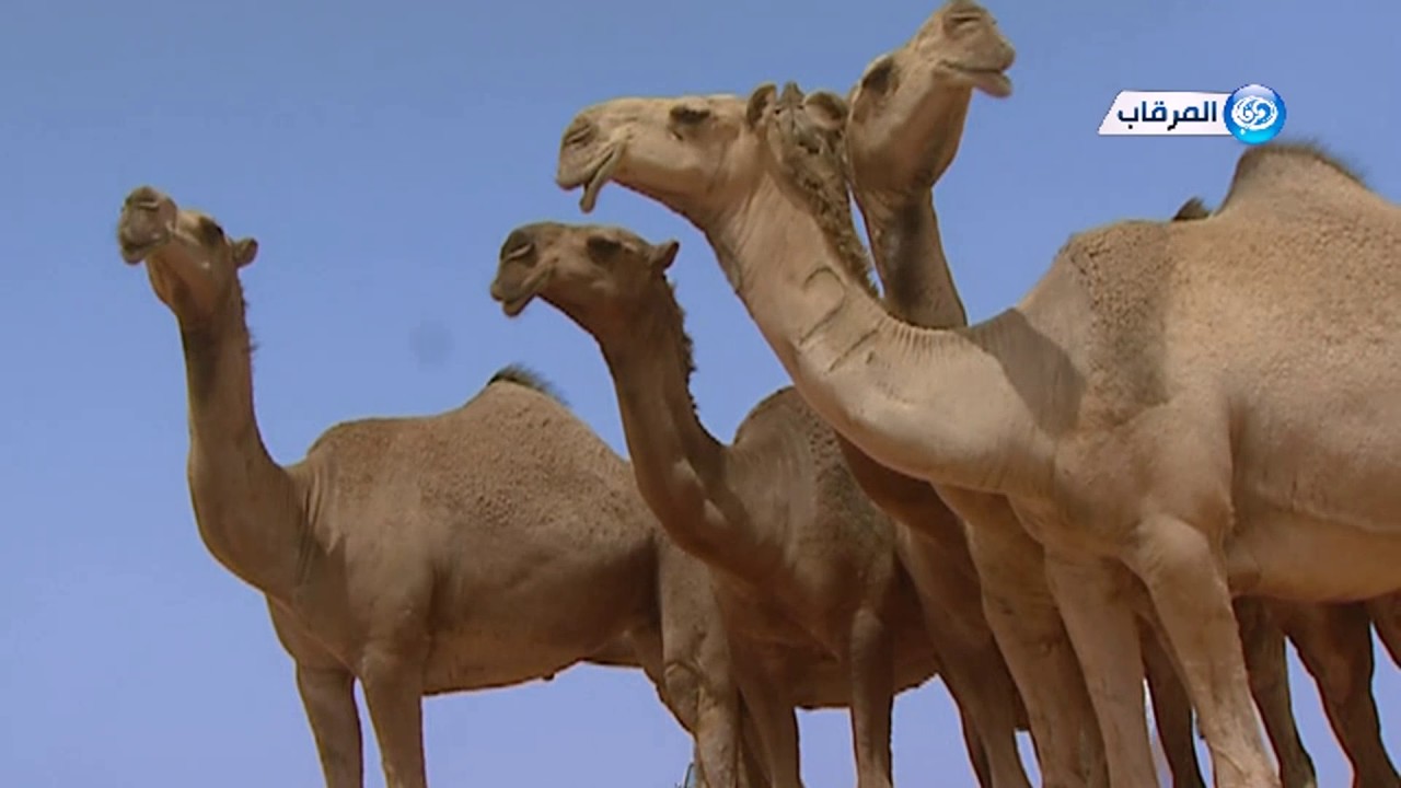 مسيرة فردية/  فرج بن فخري الحربي 1438هـ