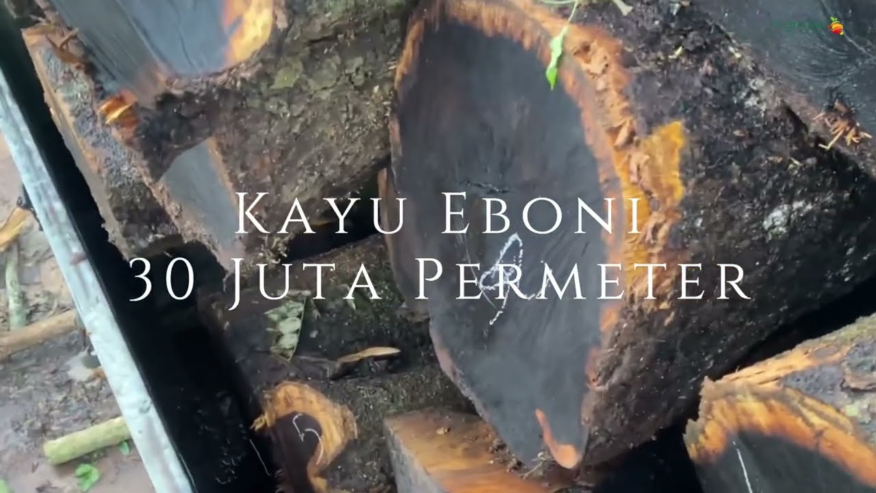 Agrotek | 30 Juta Permeter Kayu Eboni Harga Kayu Eboni di Pasar Global