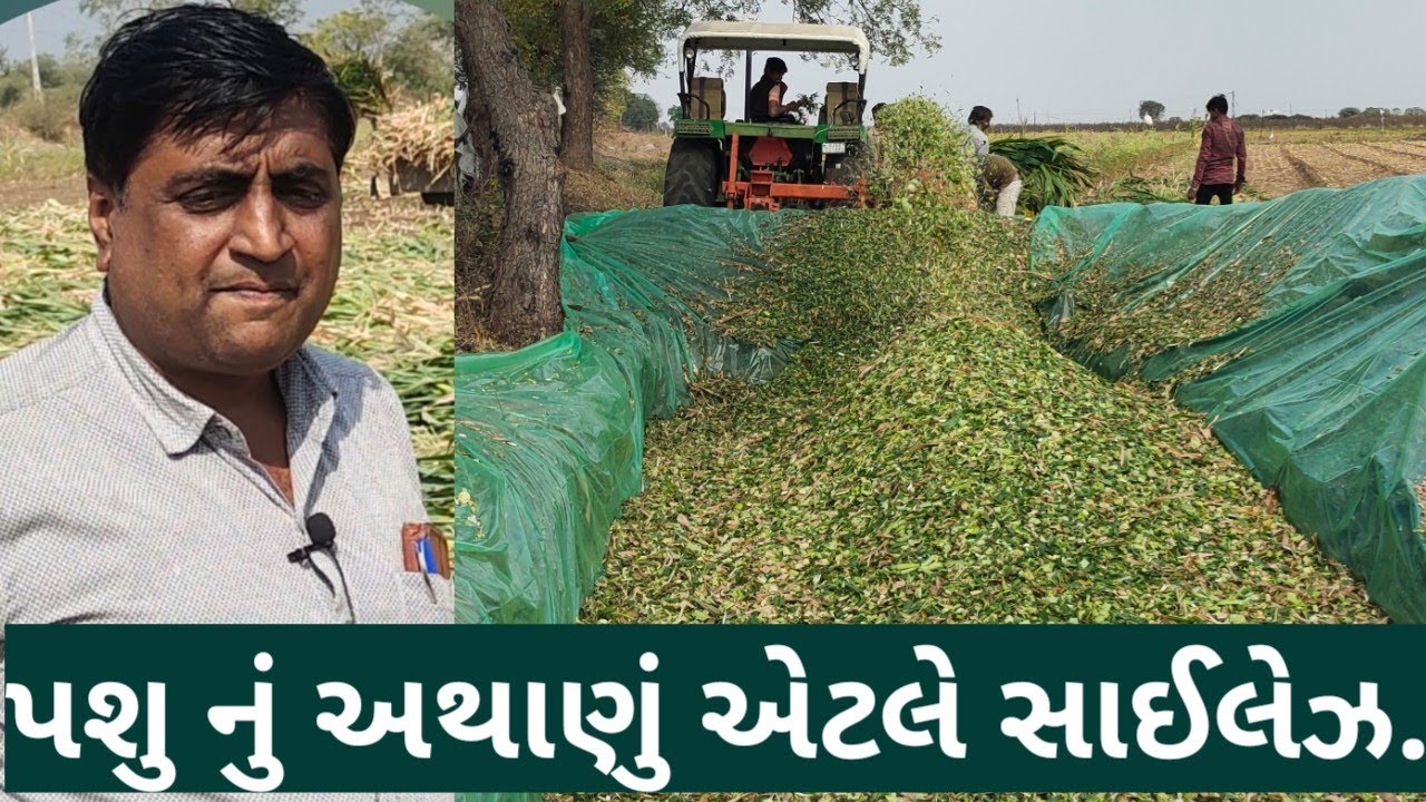સમય,શકિત અને નાણાની બચત સાયલેજ દ્વારા કેવી રીતે..?||सिलेज||Silage