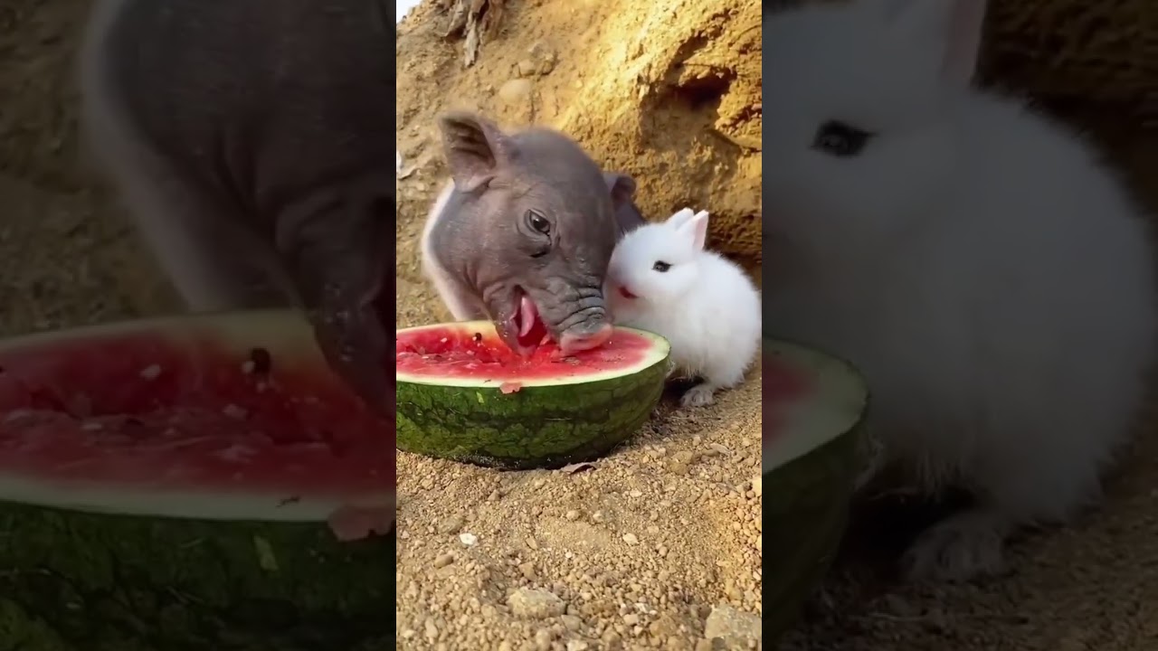 Cutest Duo Ever: Piglet & Bunny Snack Together
