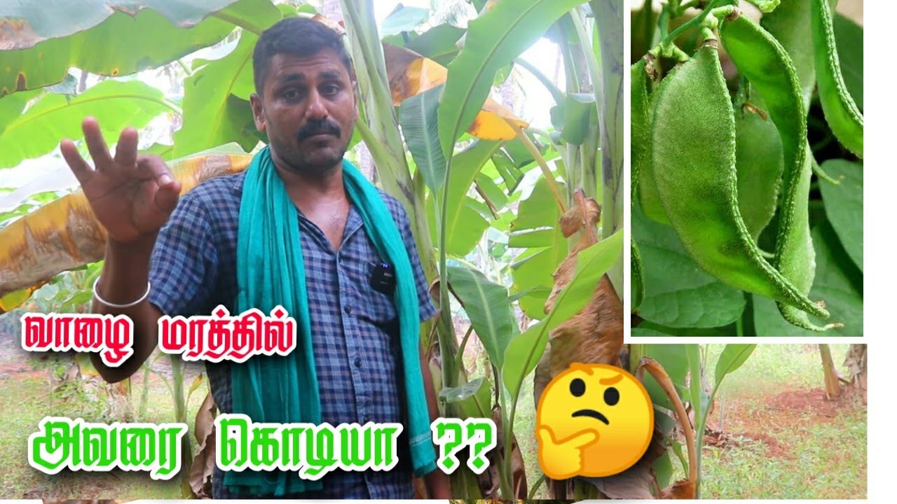 அதிக காற்றிலிருந்து காக்கும் நிரந்தர / நட்டமில்லா வாழை நடவு முறை | Plantain 🌲FOOD FOREST FOREVER.