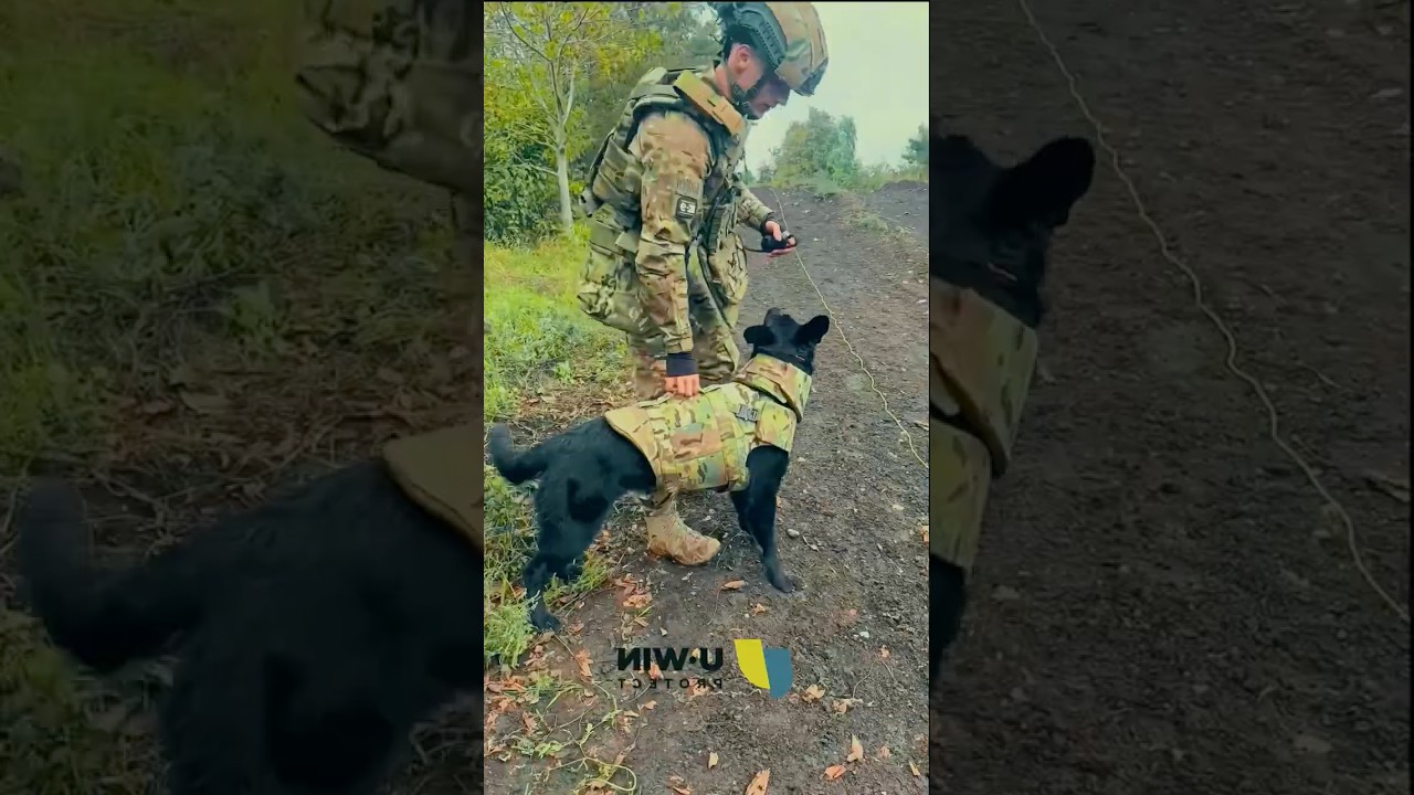 Собаки-сапёры на помощи у ВСУ