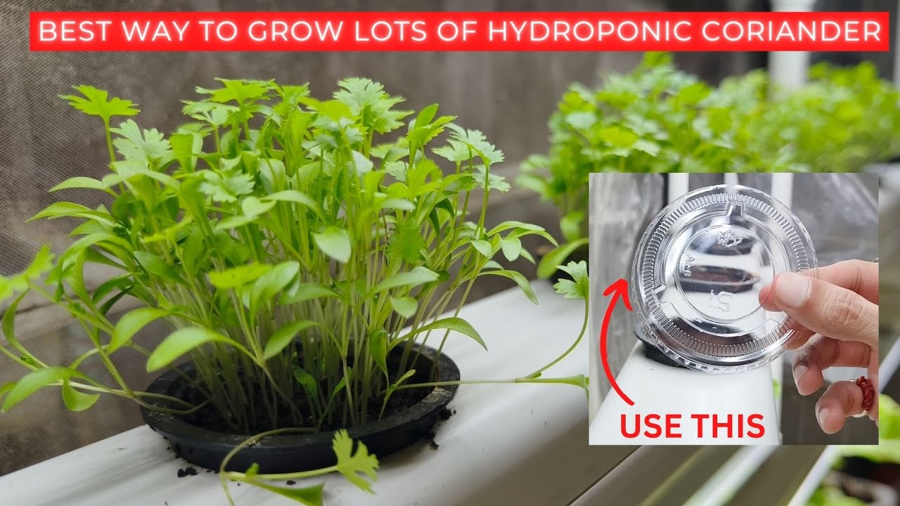Easily Grow Hydroponic Coriander at Home from Seeds in 30 days