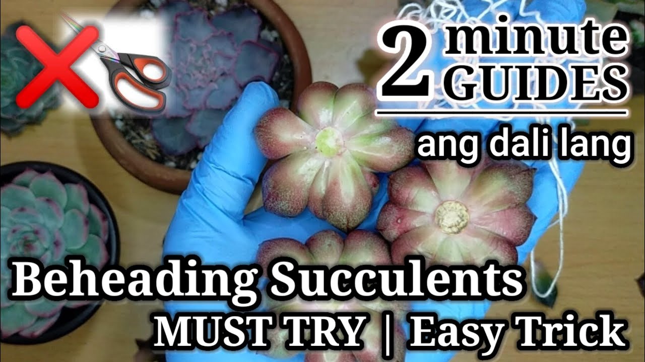 How to Behead your Succulents fast with this method No scissors needed (Eng)