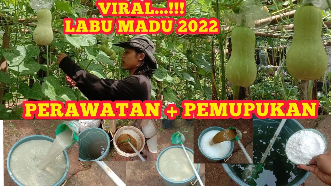 MENANAM LABU MADU di POLYBAG dan CARA PERAWATAN SERTA PEMUPUKAN LABU MADU || Planting Honey Pumpkins