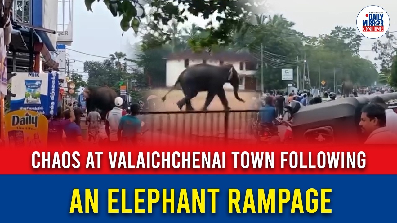 Chaos at Valaichchenai town following an elephant rampage