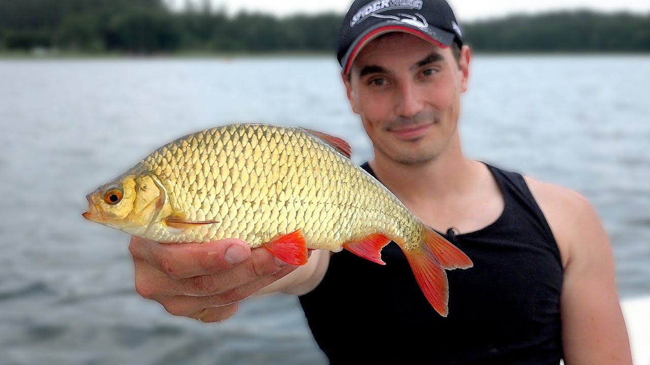 WZDRĘGI i OKONIE na SPINNING i BATA | MOJE PRZYNĘTY | VLOG 22#