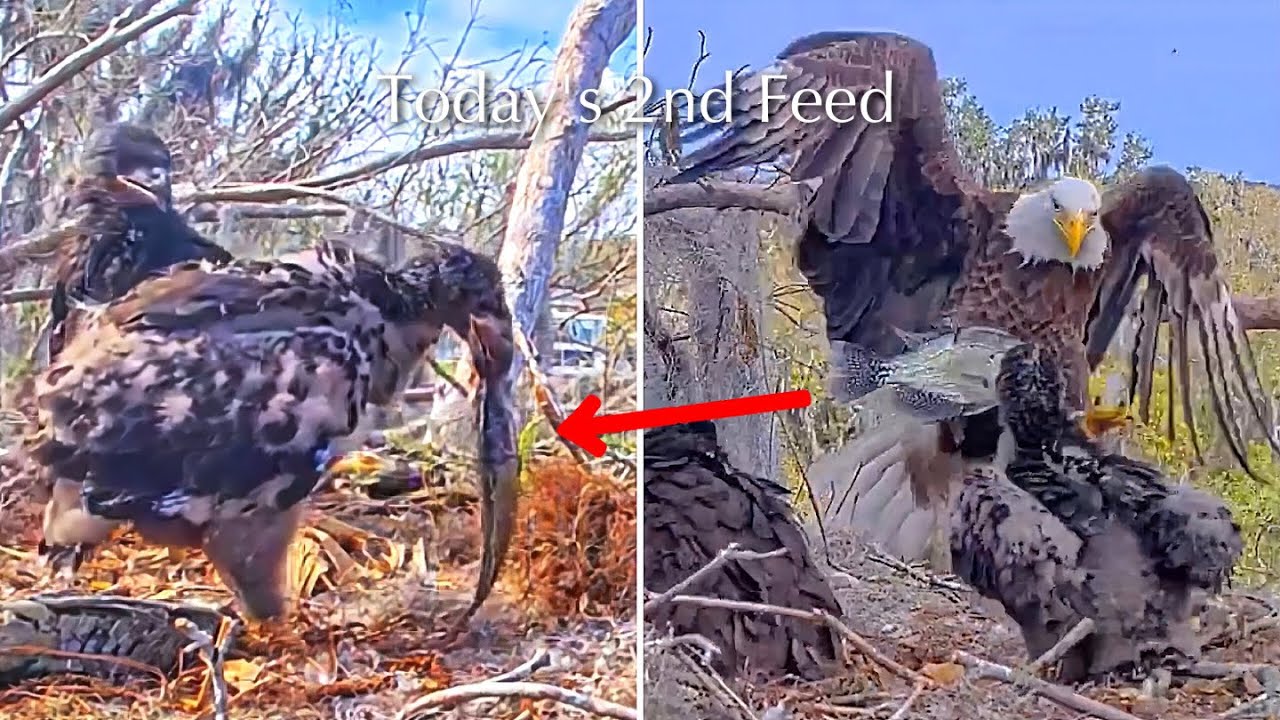#334🦅Brutus🐥49° & Peanut🐥44°／Winter Park Eagle Nest 2026／Against All Odds:One-Eyed Mom／Wink💗Atlas