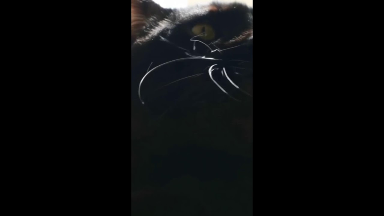 CHILL by Elena Nanu's Live broadcast