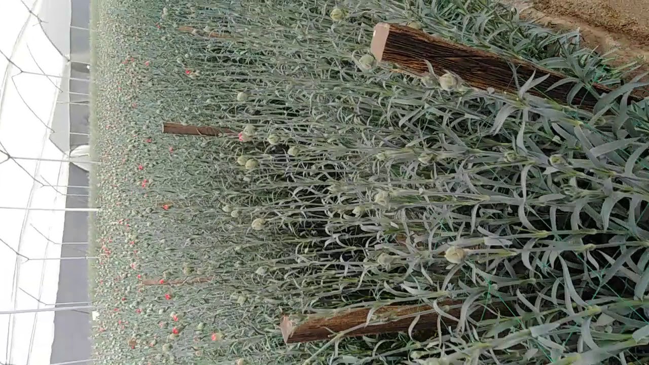 Cultivo de Clavel. Esquimo