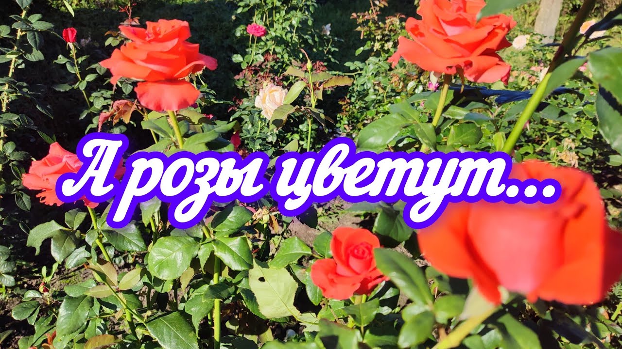 А розы цветут...21.09.2024