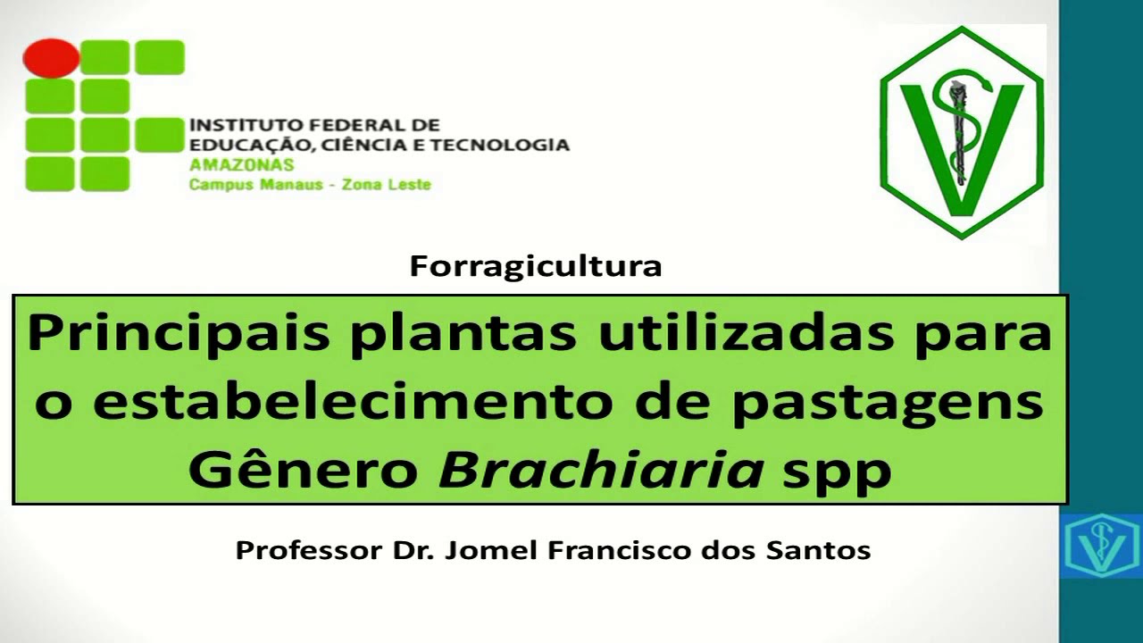 Principais plantas utilizadas para estabelecimento de pastagens - Gênero brachiaria spp
