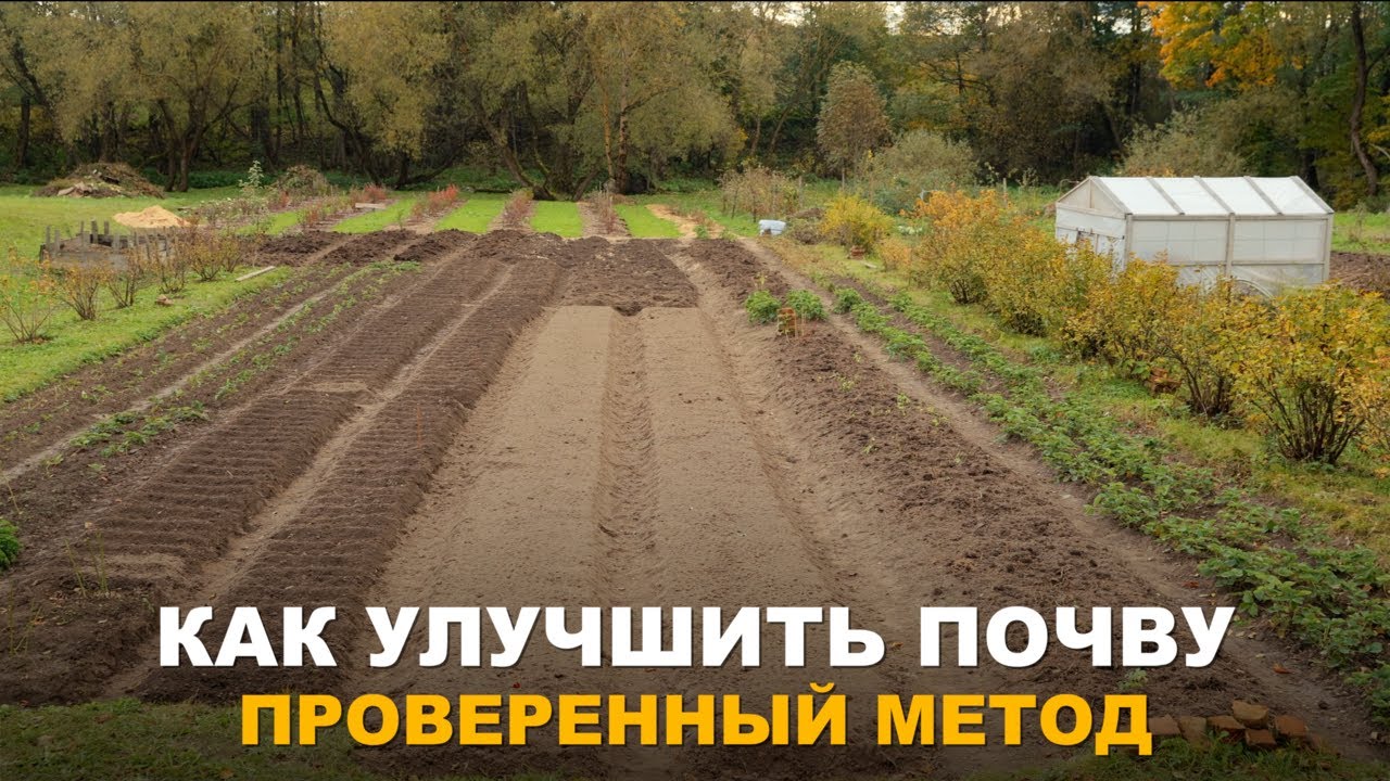ПОЧЕМУ НЕ РАСТЕТ ОГОРОД? ВСЁ ДЕЛО В ПЛОДОРОДИИ ПОЧВЫ. Что необходимо для улучшения плодородия почвы.
