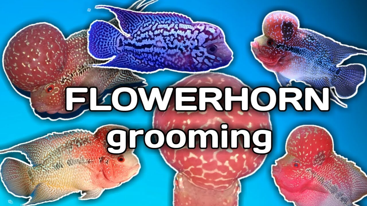 5 tips on FLOWERHORN GROOMING (tagalog w/ english sub) hendrix backyard