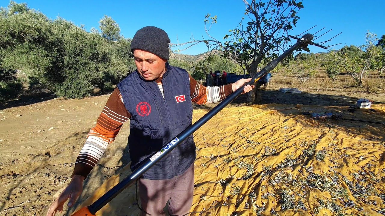 Aydın İçin Zeytin Hasatı Başlıyor