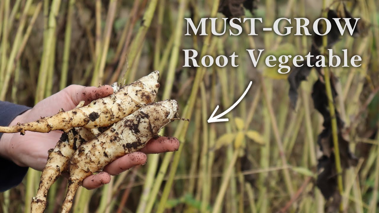 How To Grow & Harvest Jerusalem Artichoke (MUST-GROW Root Vegetable)