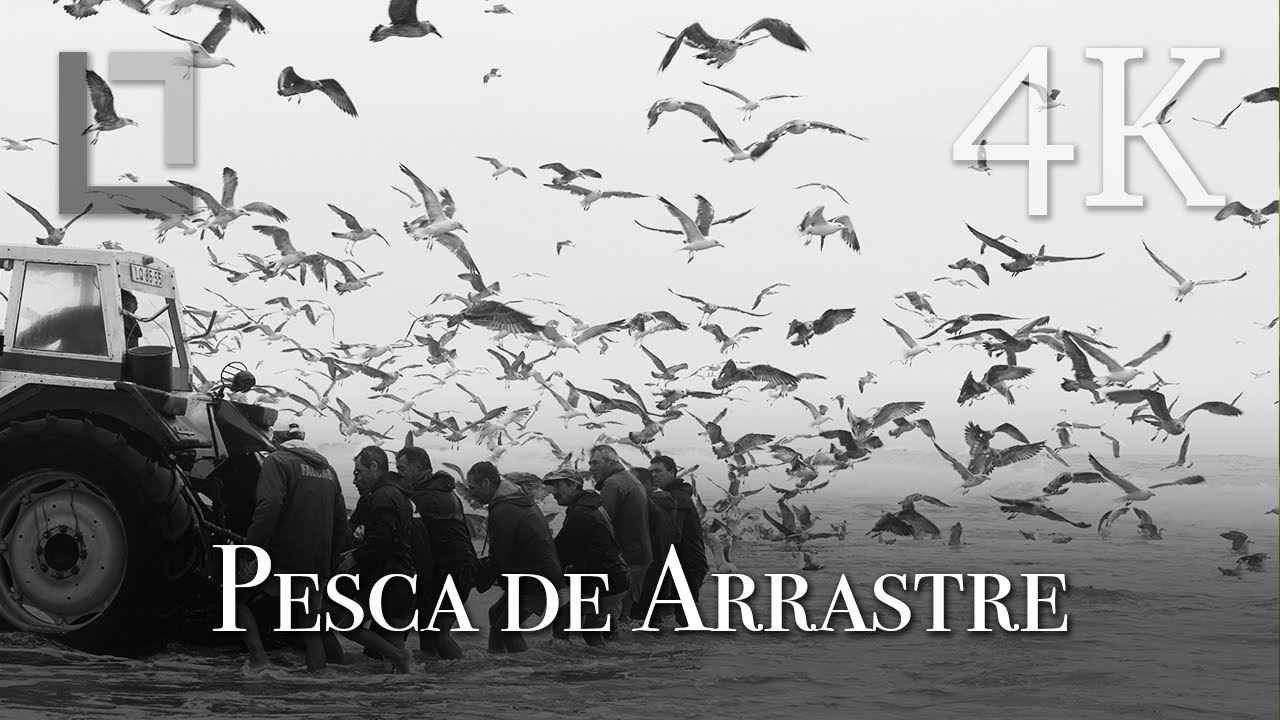 Pesca de arrastre (Arte Xávega) en Vieira de Leiria, Portugal - Vídeo 4K