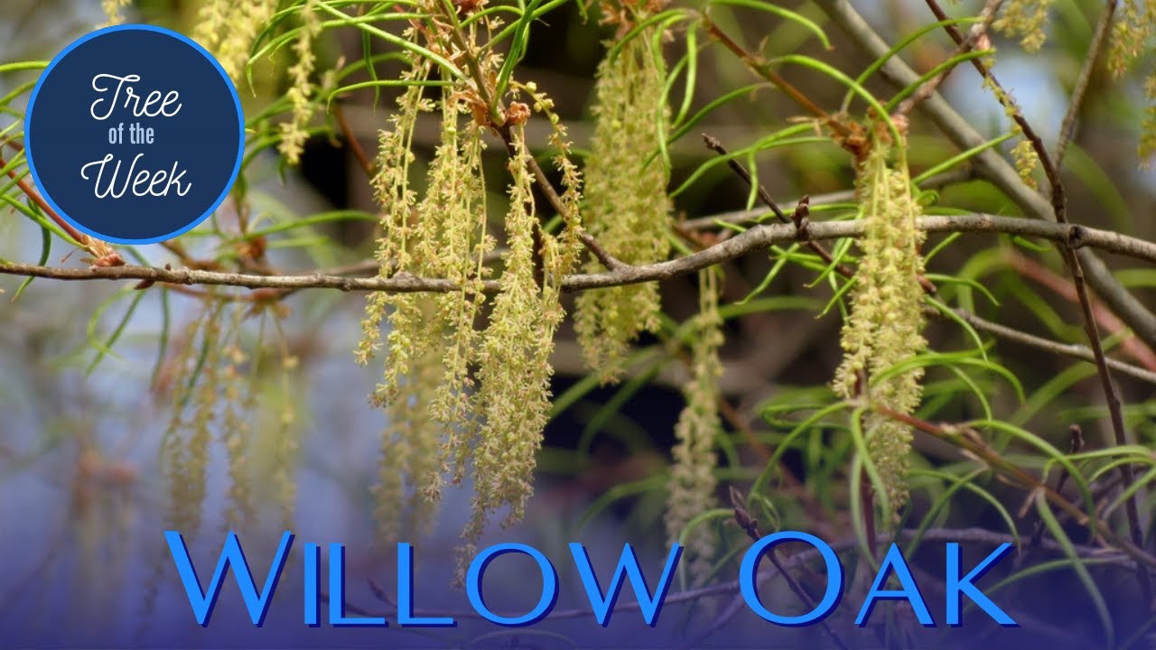 Tree of the Week: Willow Oak