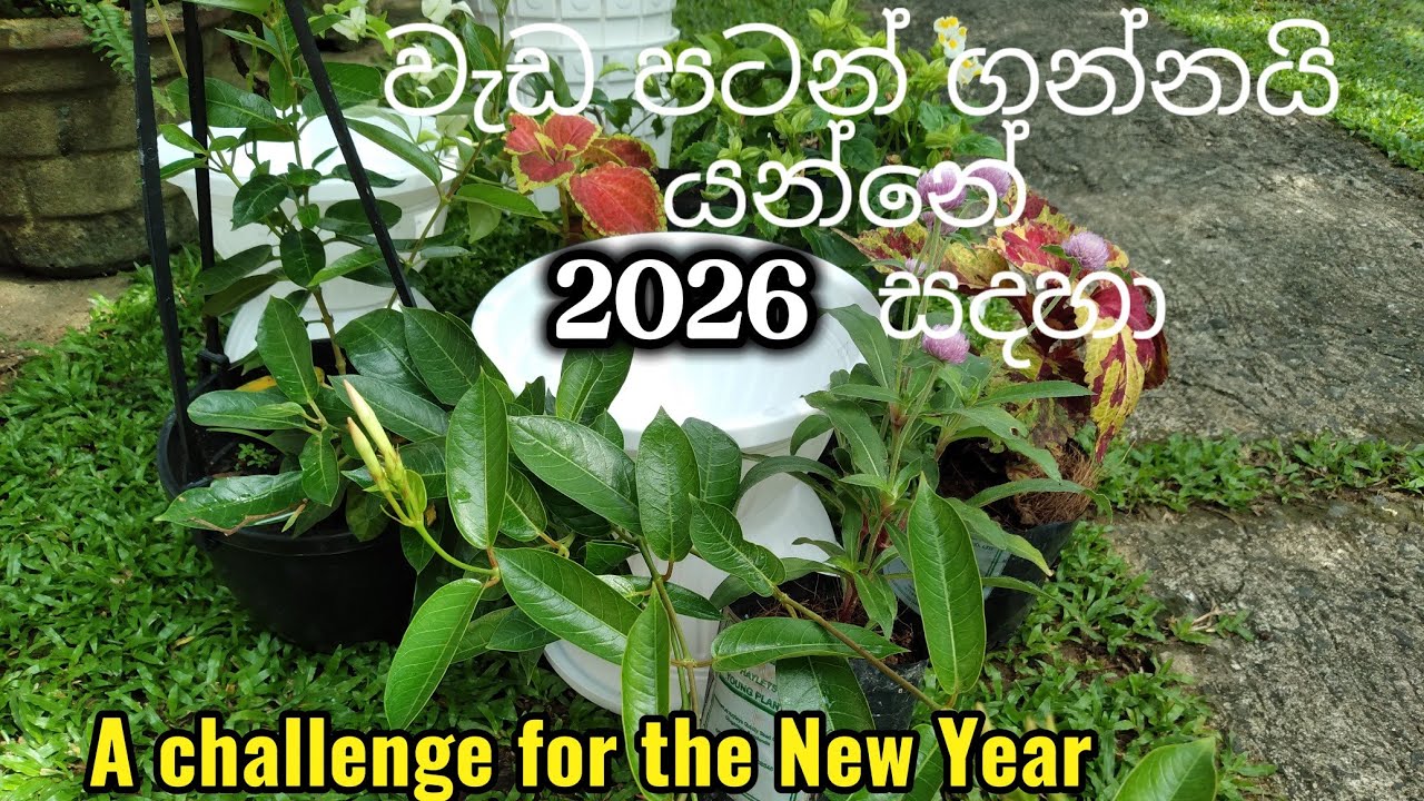ඔන්න ඉතින් පටන් ගත්තා මිදුල මලින් පුරව  ගන්න 🥰🌼💐👌🌼🧚#beautygarden #fypシ゚viral #momlife #indoorplant 