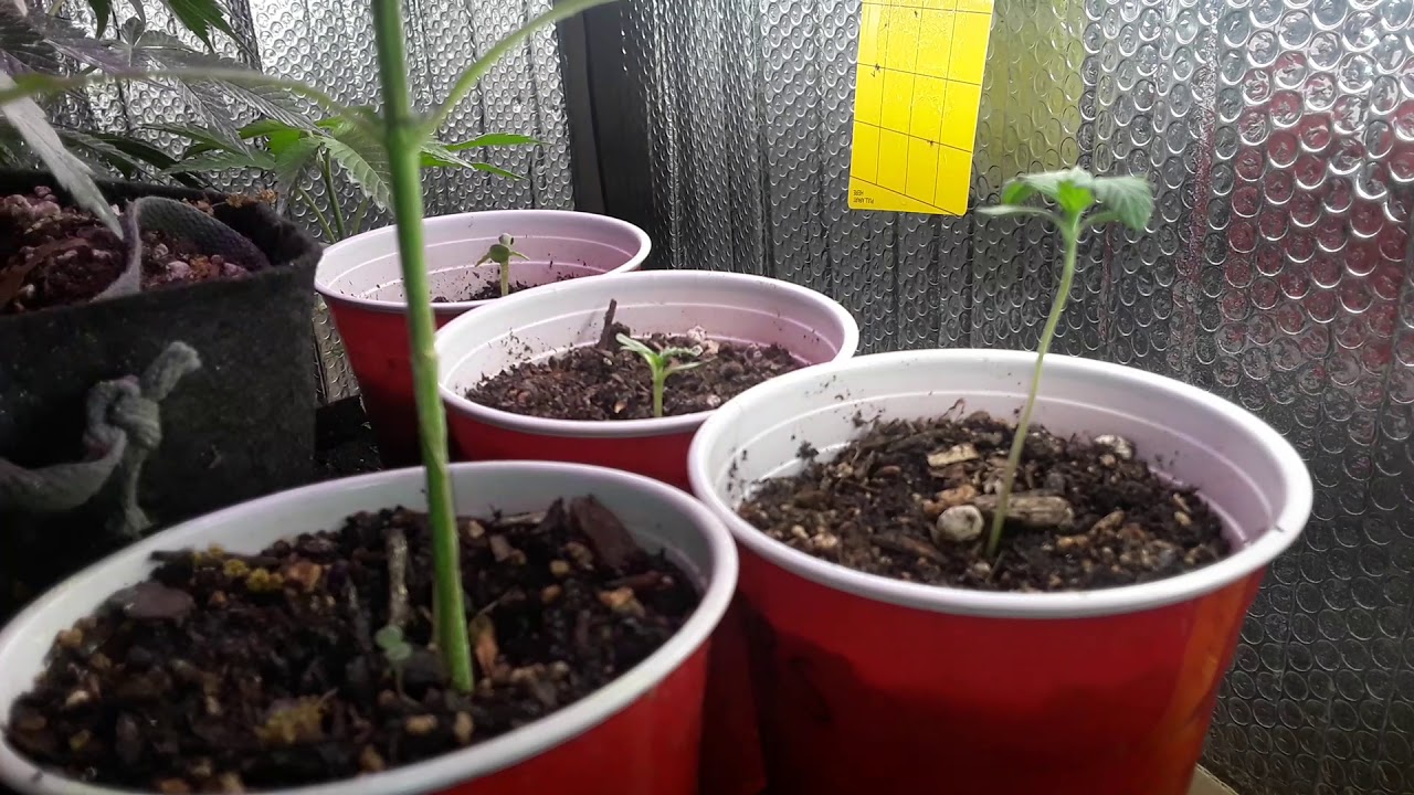 translated a few PB souffle into 3gal and sprayed sulfur for mite control