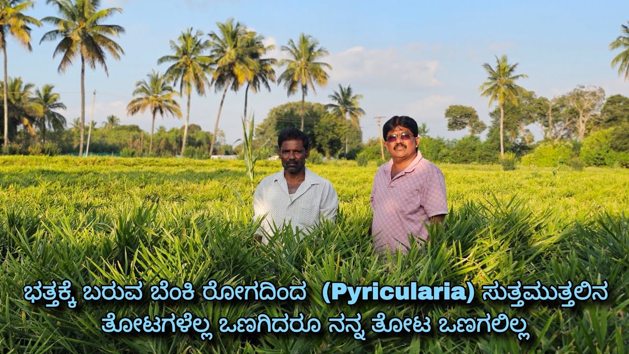 Successful disease management in ginger crop