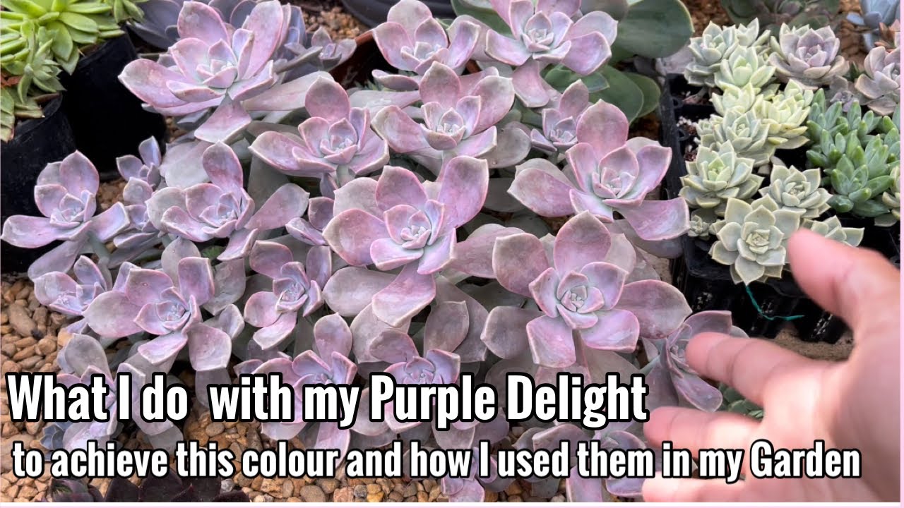 What I do with my Purple Delight