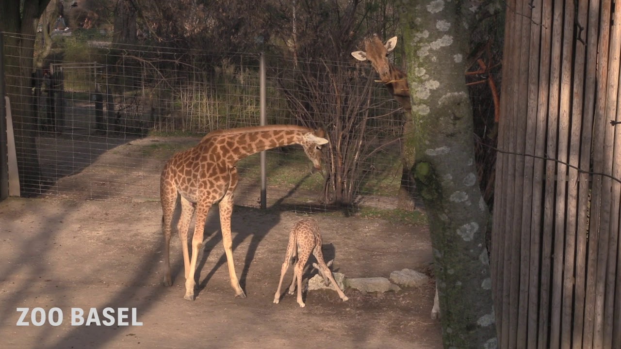 Junge Giraffe Penda