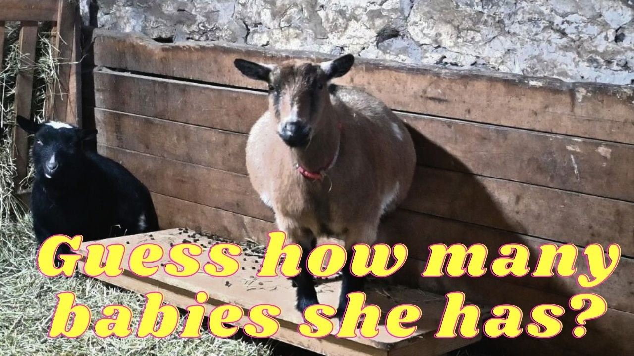 Our GOAT Is HUGE!