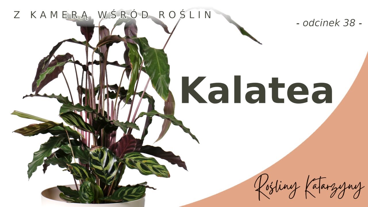 Kalatea Falistolistna i Makoyana, tropikalne piękności 💚 -  🪴 ZKWR 38