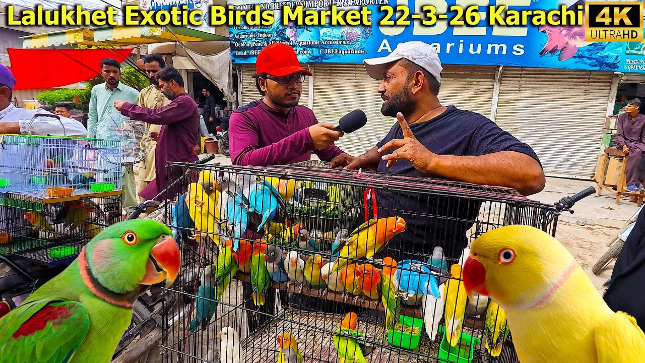 Lalukhet Exotic Birds Market 22-3-26 Karachi Latest update on Birds Market on the second day of Eid