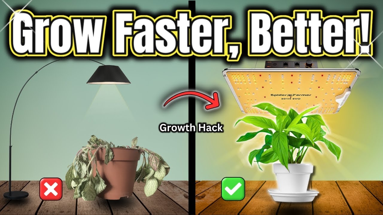 I Tested the Spider Farmer SF1000: Here&rsquo;s What Happened!
