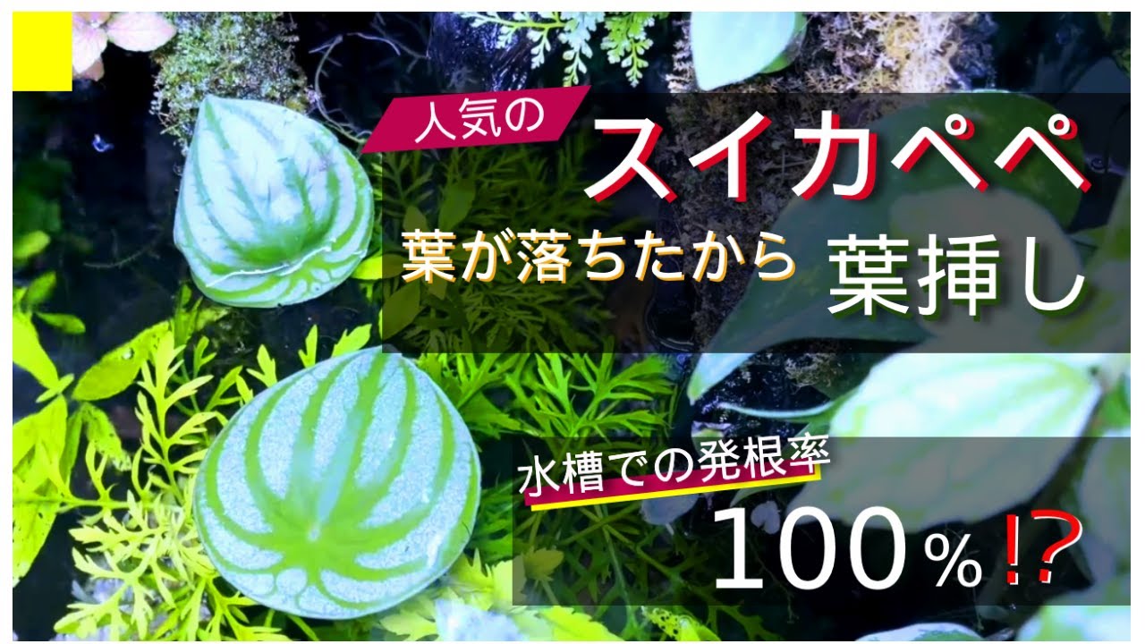 人気【インテリアグリーン】スイカペペの葉が落ちたから葉挿し！水槽での発根率100％？成功のコツ