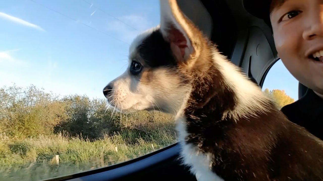 CORGI PUPPY FIRST CAR RIDE | Hiro the Corgi