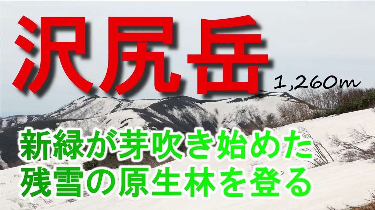 【沢尻岳登山】日本有数の豪雪地 和賀山塊にも春が訪れていました