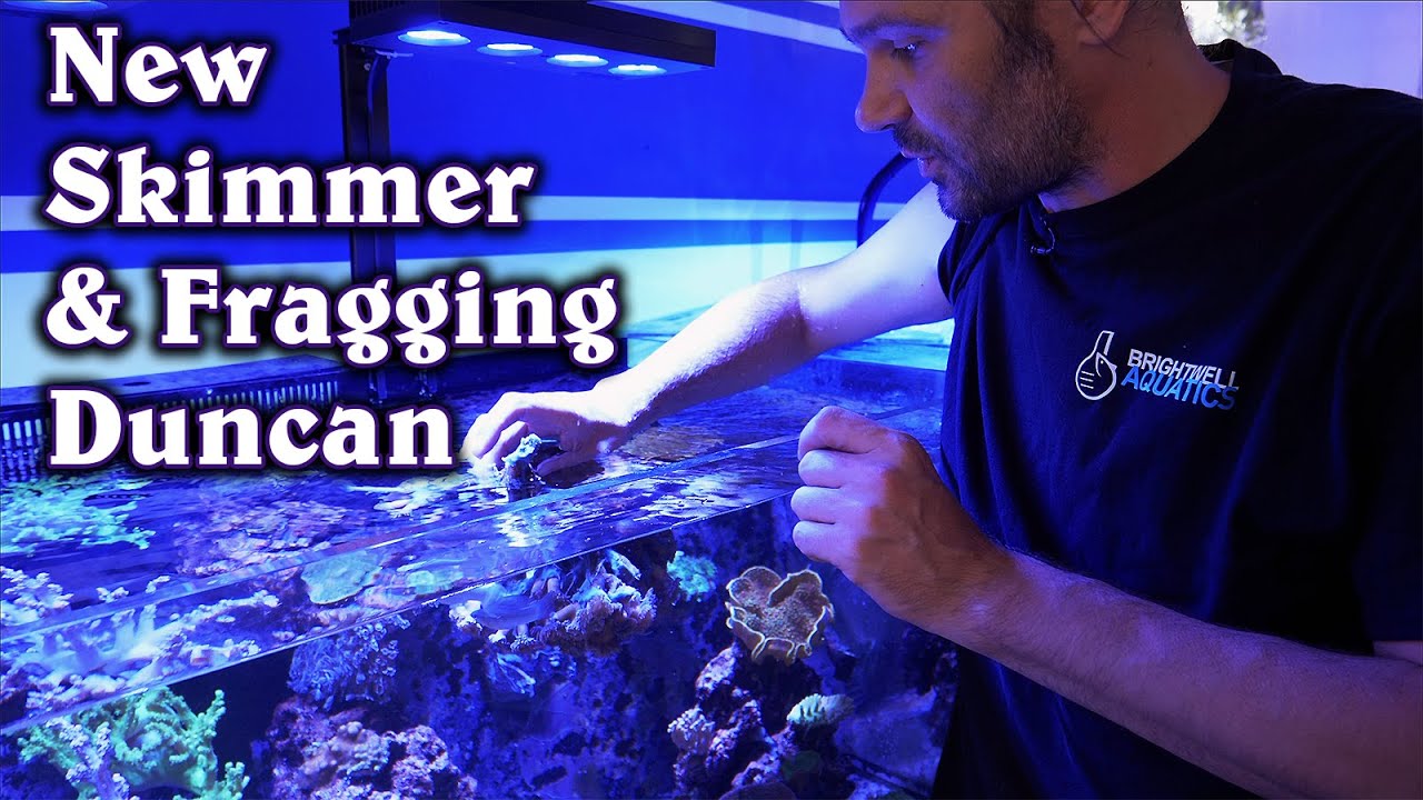 Installing a New Skimmer & Fragging a Duncanopsammia Coral