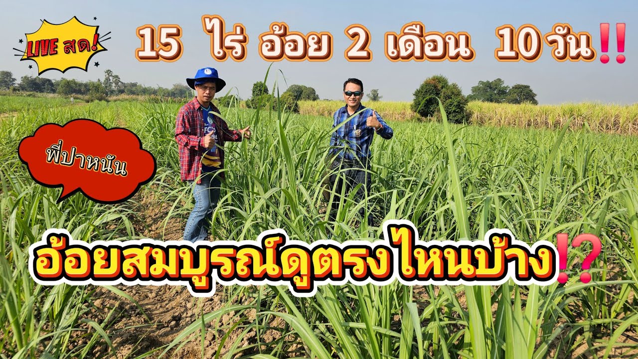 🔴LIVEสด! 15 ไร่ อ้อยอายุ 2 เดือน! พี่ปาหนัน ผู้จัดการมัน