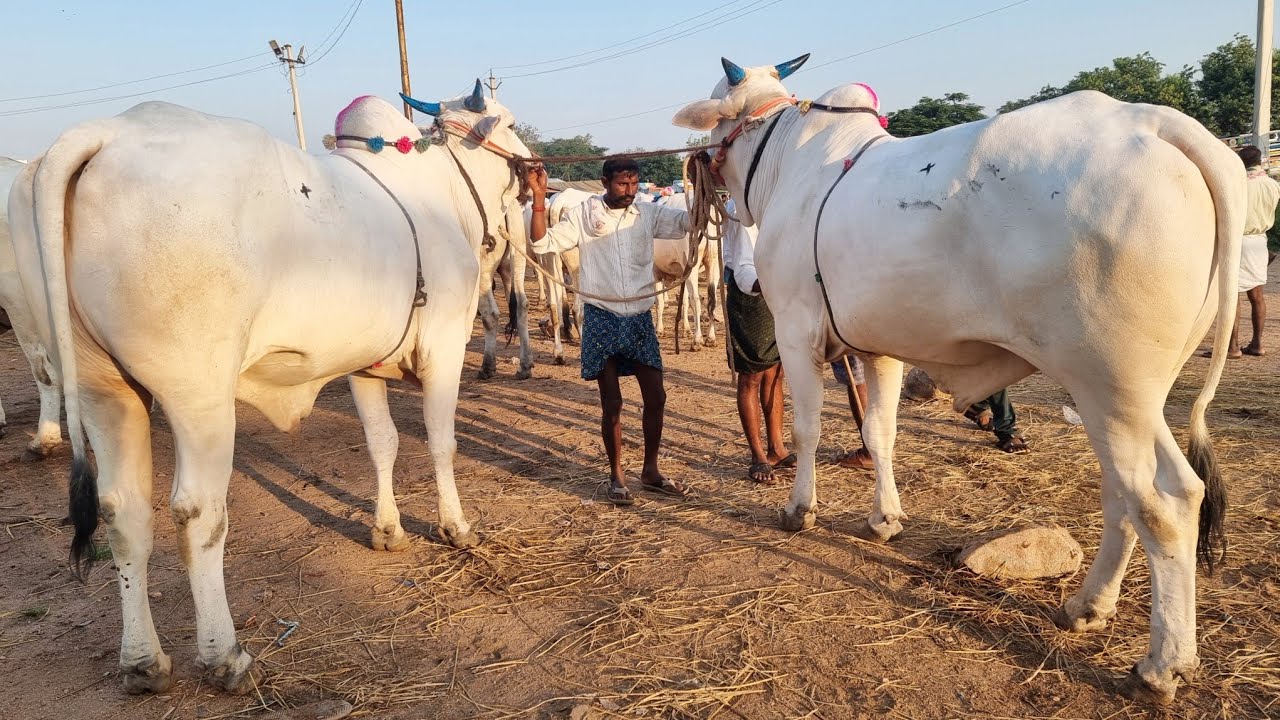పెబ్బేరు సంతలో అతిపెద్ద భారీ సైజులో ఉన్న సేద్యపు ఎద్దులను రేటు అడుగుతున్న ప్రకాశం జిల్లా రైతులు-oxen
