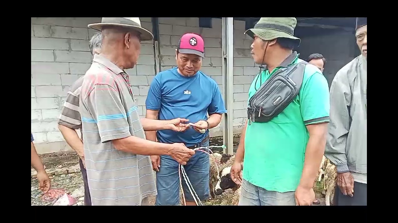 Update Harga Kambing Dan Domba Pasar Hewan Babelan Kabupaten Bekasi, Minggu 15 Februari 2026
