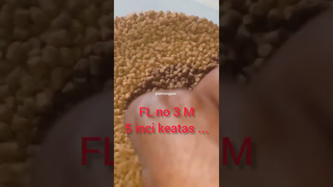 pakan pelet fengli untuk lobster air tawar jenis RedClaw